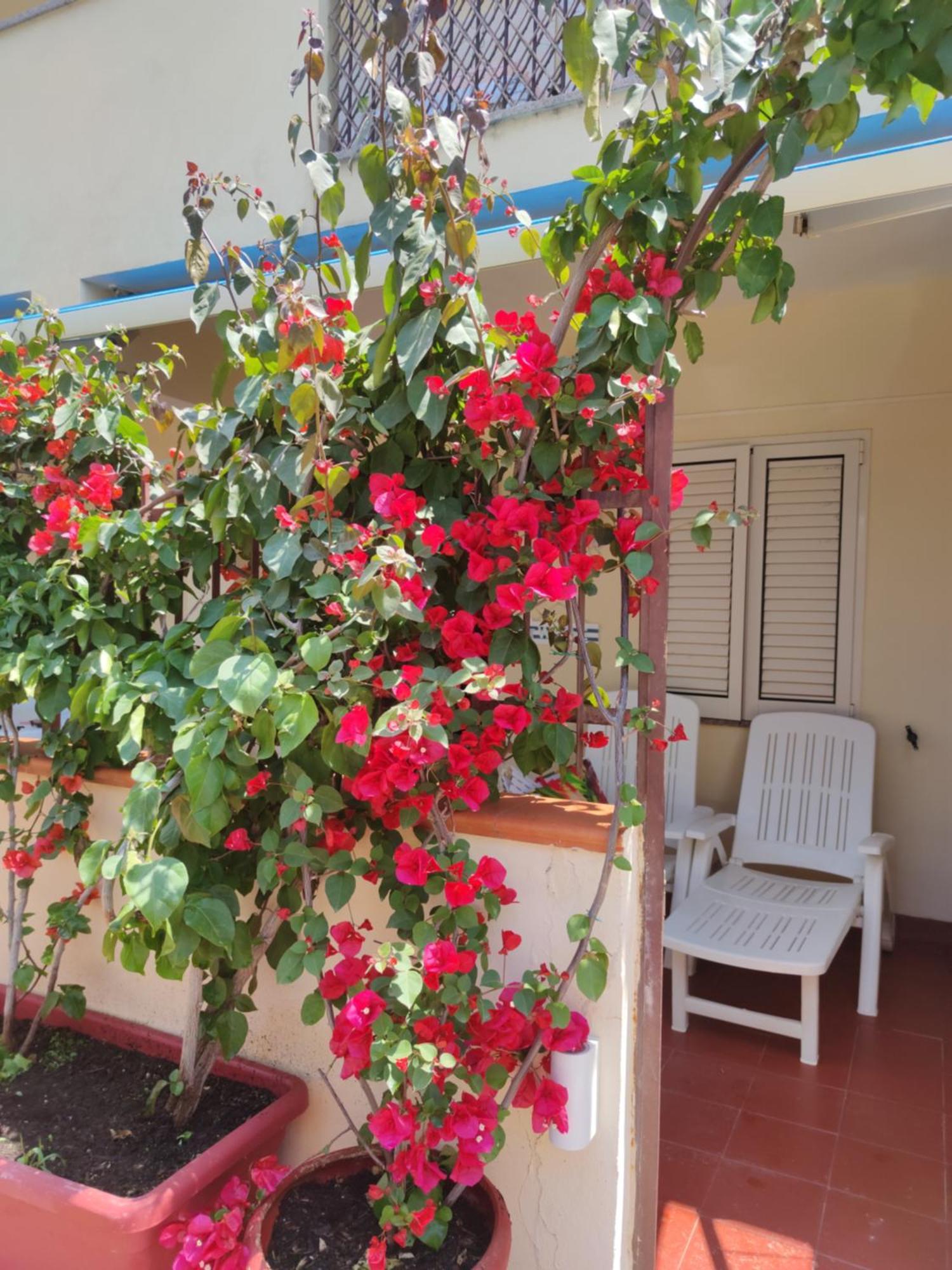 My Little House - Appartamento Con Patio E Parcheggio Privato A 5 Minuti Dalla Spiaggia E Dal Centro Tropea Exterior foto